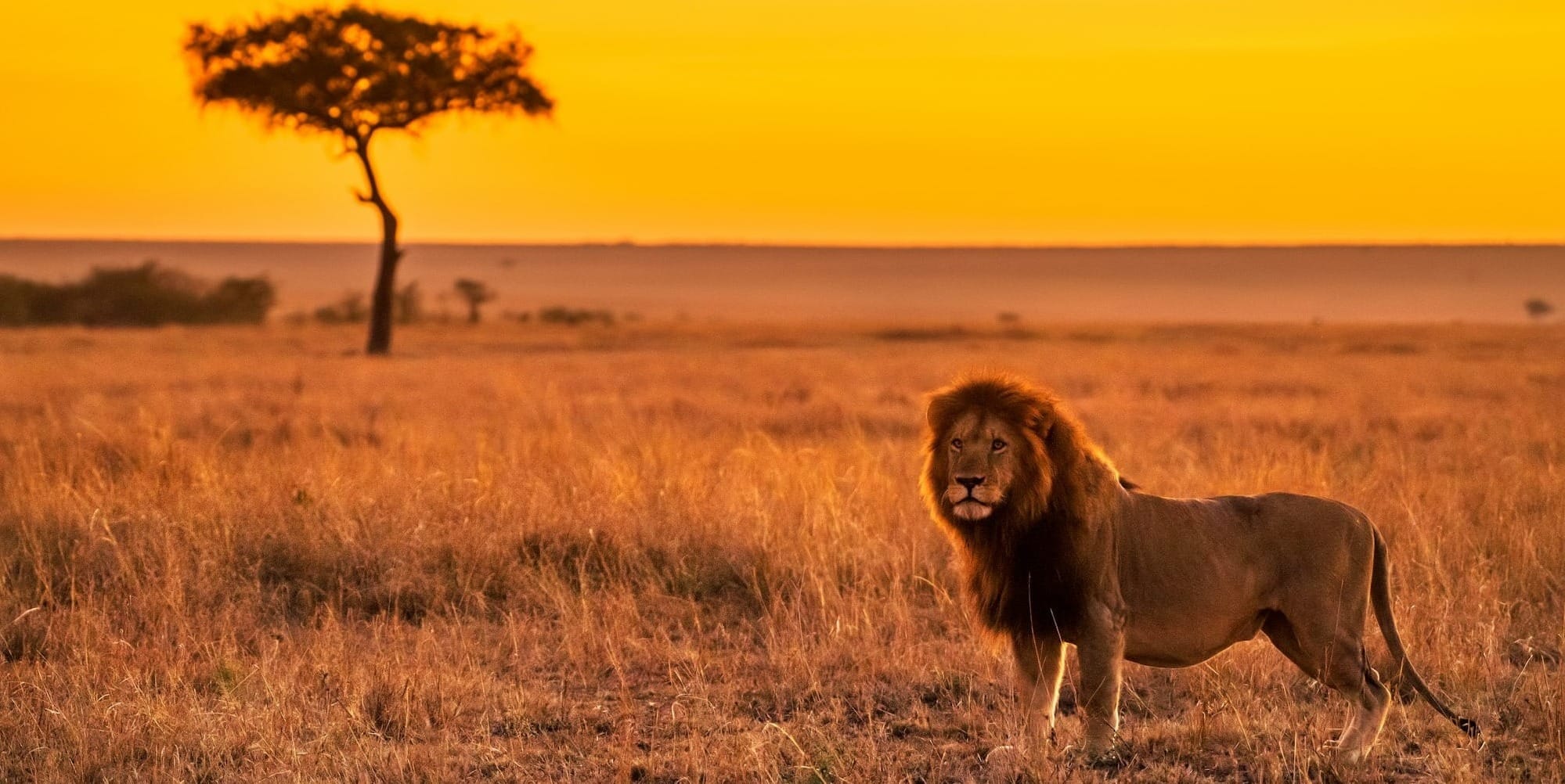 The Lion on the Line.